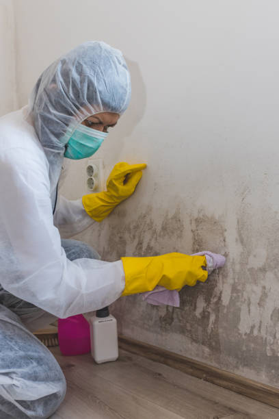 Best Black Mold Removal  in Spring, TX