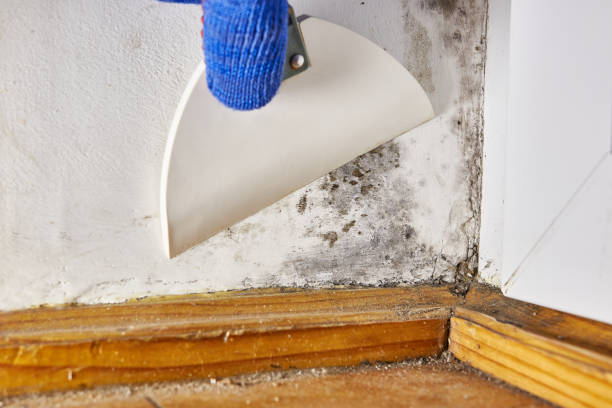  Spring, TX Mold Removal Pros